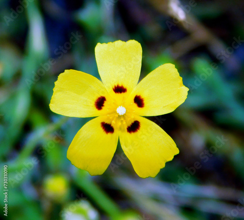 Tuberaria guttata yellow flower in wild nature photo