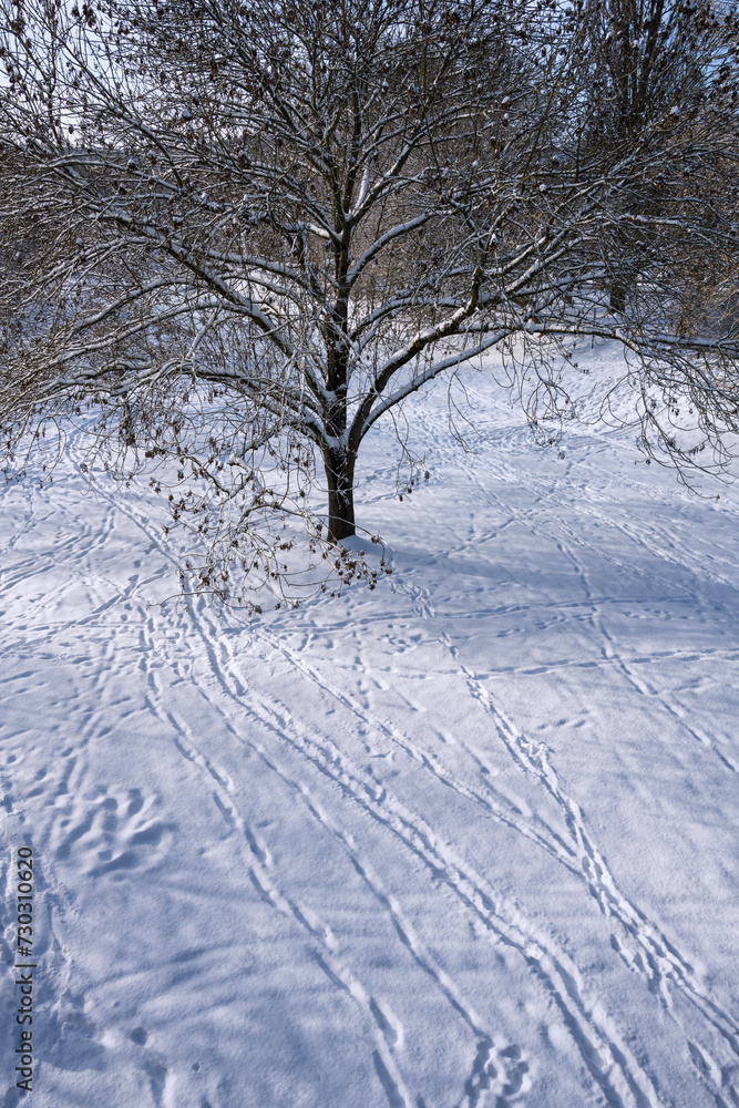 Fototapeta premium Winterwetter Marburg, Blick auf Lahnwiesen mit Spuren im Schnee