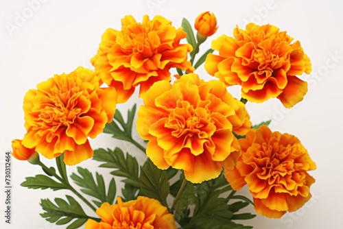 Marigold flowers on white background © happy_lark