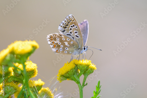 Lysandra coridon on Tanacetum vulgare