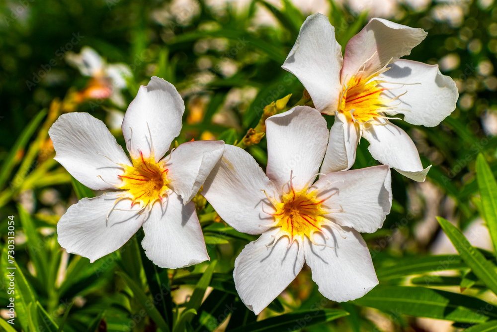 White yellow flowers and plants tropical Caribbean jungle nature Mexico. White yellow flowers and plants tropical Caribbean jungle nature Mexico.