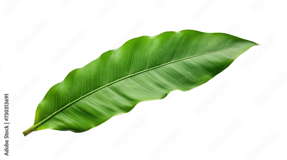 Obraz premium Banana leaf isolated on white or transparent background
