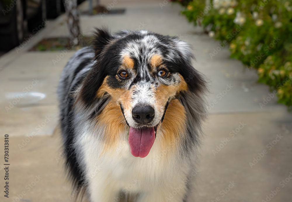 22023-12-31 A FRONTAL PHOTOGRAPH OF A TRI COLORED AUSTRALIAN SHEPARD WITH BRIGHT EYES AND A OPEN MOUTH AND A BLURRY BACKGROUND IN BALBOA CALIFORNIA