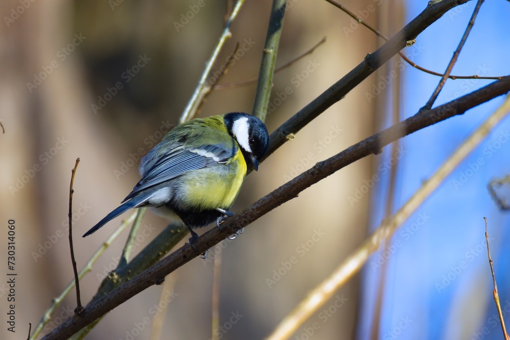 Fototapeta premium Kesse Kohlmeise in der Wintersonne
