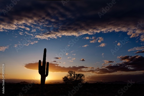 Saguaro cactus at sunset photo
