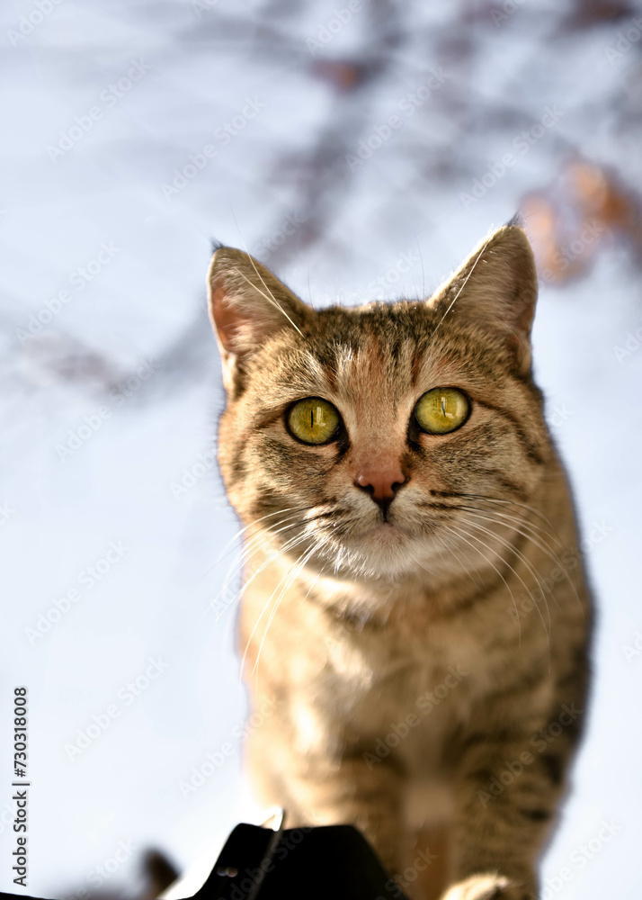 Playful domestic cat. Very shallow depth of field.