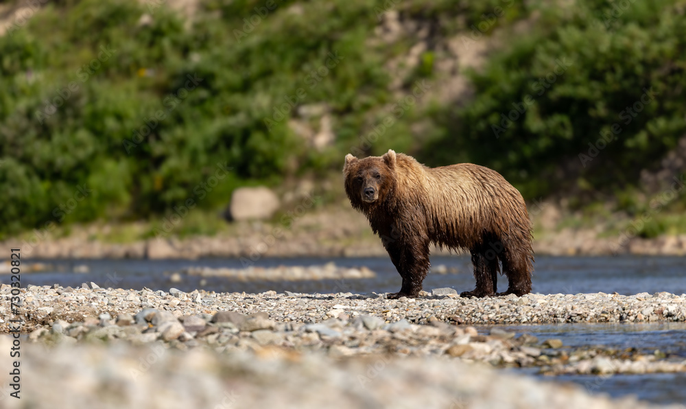 Obraz premium Brown bear fishing for salmon in Katmai, Alaska. 