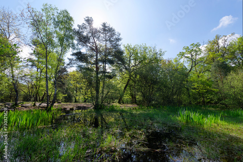 The Fairy pond, spring season in Fontainebleau forest.
