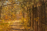 Jesień w lesie wśród złotych barw liści . Ścieżka wzdłuż starego stalowego ogrodzenia w lesie.