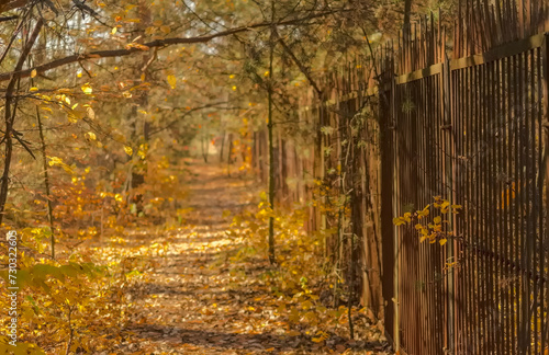 Jesień w lesie wśród złotych barw liści . Ścieżka wzdłuż starego stalowego ogrodzenia w lesie.