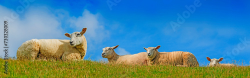 sheep on a meadow © Vera Kuttelvaserova