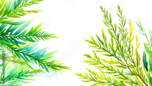 Cedar branches on a white background. Banner or card with cedar twigs with place for text. Watercolor frame with branches, leaves. Greeting cards, invitation, celebration, wedding, party, for design