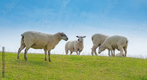 Fototapeta Naklejka Na Ścianę i Meble -  sheep on a meadow