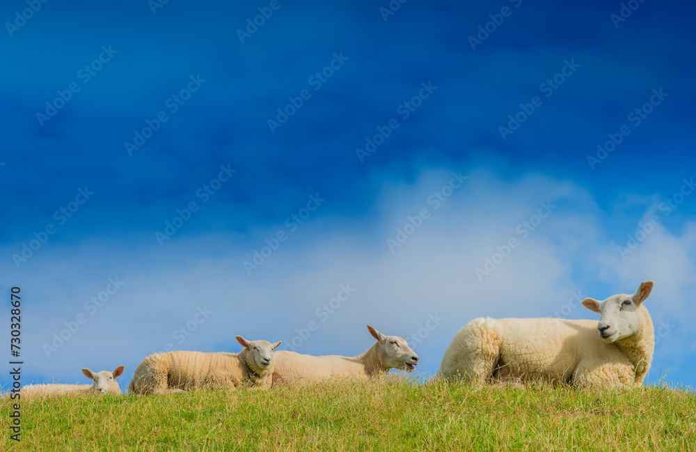 Obraz premium sheep on a meadow