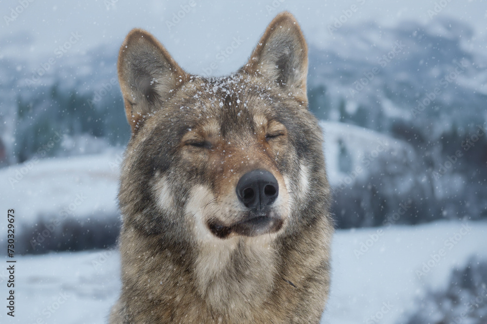 Gray Wolf closed his eyes while it snowed