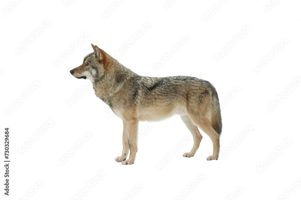 Fototapeta premium Standing gray wolf in the snow in winter isolated on white background.