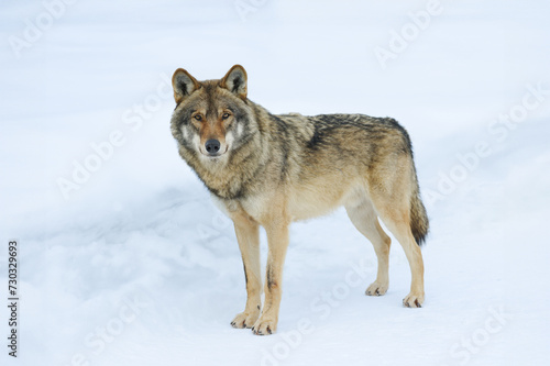 gray Wolf standing in the snow © fotomaster
