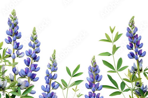 Blue False Indigo Flowers on Transparent Background