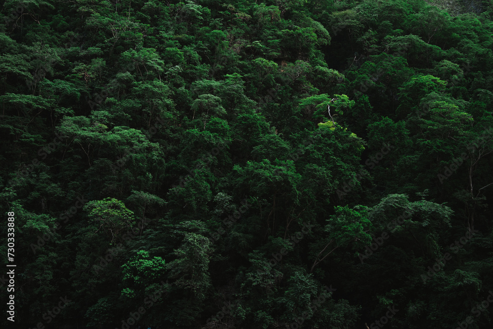 Beautiful green rainforest trees in Sumidero Canyon in Chiapas, Mexico Beautiful green rainforest trees in Sumidero Canyon in Chiapas, Mexico