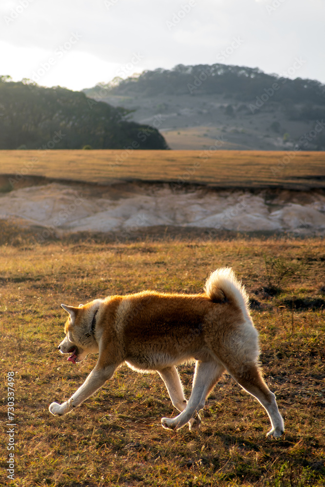 Akita Dog walking in open field, relaxed sunset with space for text