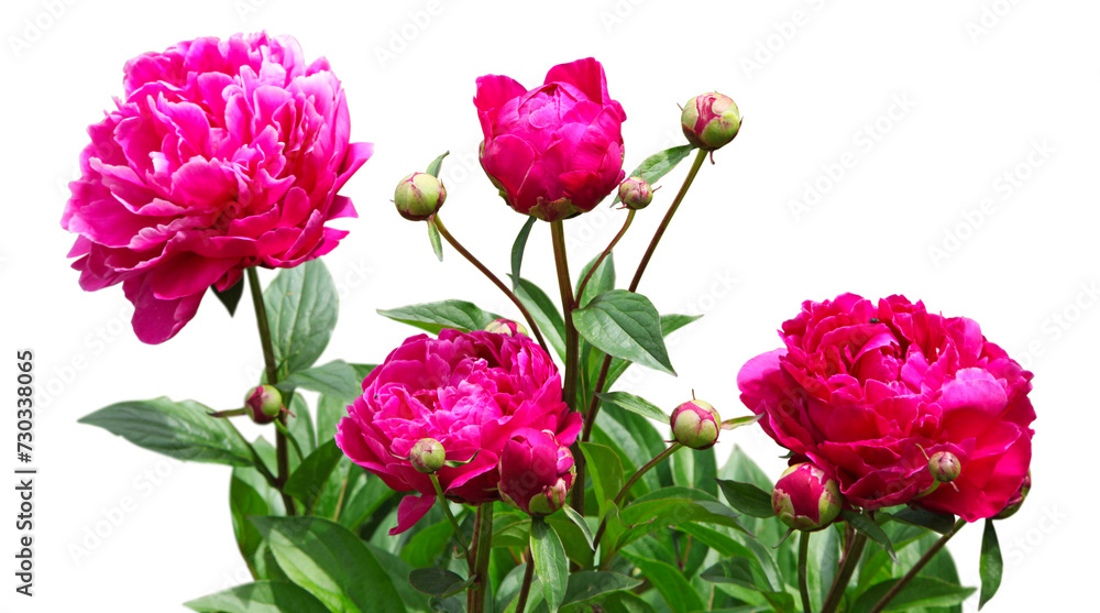 Pivoines rouges en floraison au printemps Pivoines rouges en floraison au printemps