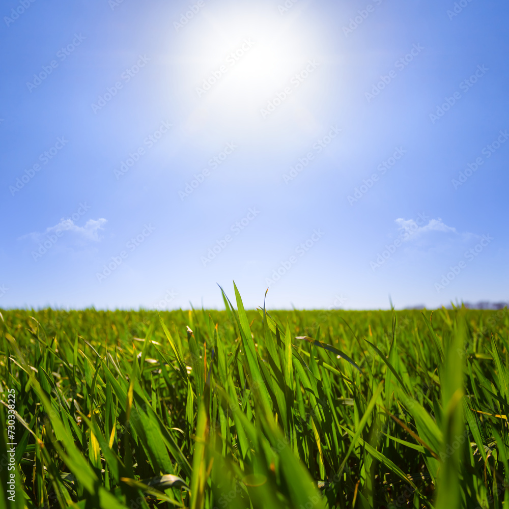 Fototapeta premium closeup green wheat sprouts in light of sparkle sun, spring agricultural farming background