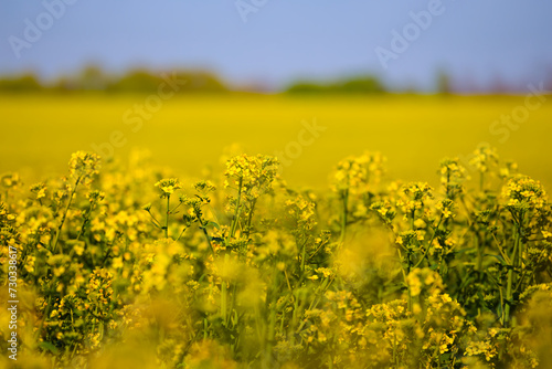 spring yellow rape field under blue sky, spring agricultural scene
