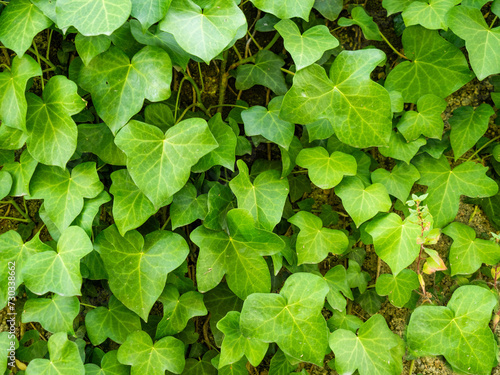 Close-up of an ivy plant in a green park on a sunny day.