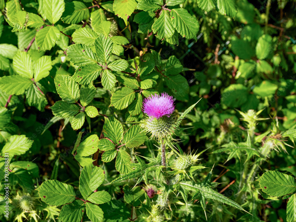 Close-up of a milk thistle in a green park on a sunny day Close-up of a milk thistle in a green park on a sunny day