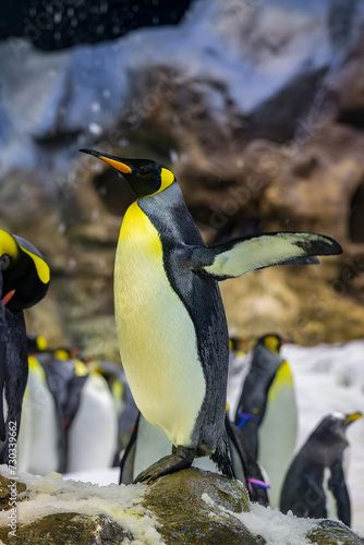 Cute penguins in a zoo of Tenerife (Spain)