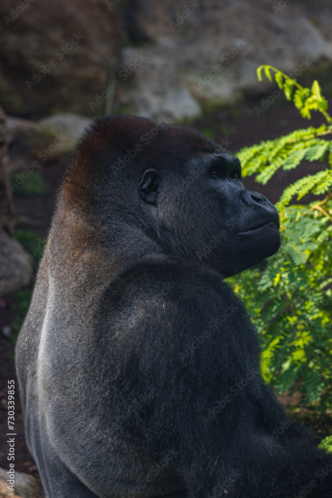 Western lowland gorilla (Gorilla gorilla gorilla) in a zoo of Tenerife (Spain) Western lowland gorilla (Gorilla gorilla gorilla) in a zoo of Tenerife (Spain)