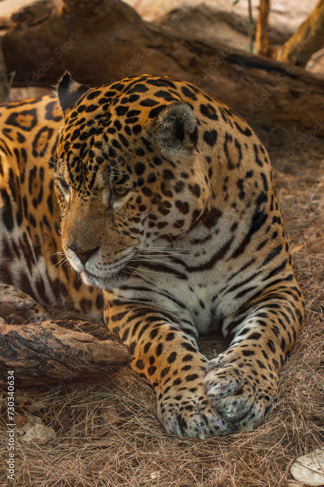 A jaguar (Panthera onca) in a zoo of Tenerife (Spain) A jaguar (Panthera onca) in a zoo of Tenerife (Spain)
