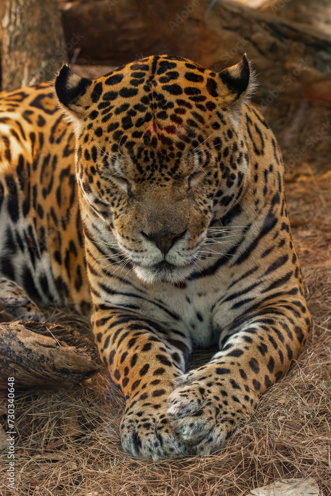 Obraz premium A jaguar (Panthera onca) in a zoo of Tenerife (Spain)