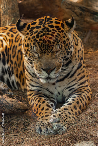 A jaguar (Panthera onca) in a zoo of Tenerife (Spain) © julen
