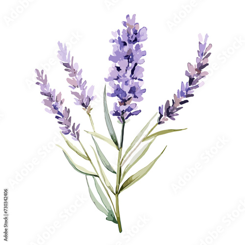 Watercolor and vector illustration of a lavender flower isolated on a white background.