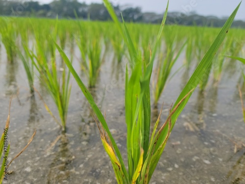 planting on the organic paddy rice farmland