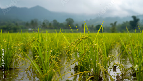 Rice farmers in Southeast Asia adapting to altered rainfall patterns, affecting crop cycles and food security