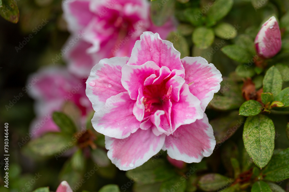 Bright pink Rhododendron hybridum Cheer flowers with leaves in the garden in summer