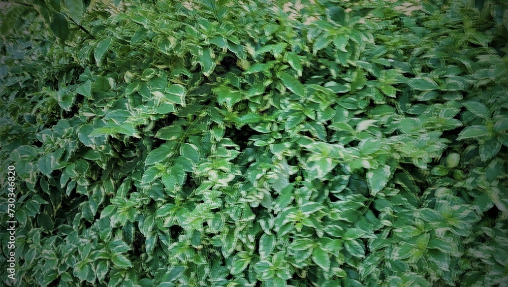 green ivy on the wall green ivy on the wall