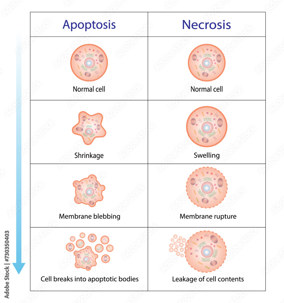 Apoptosis and necrosis of normal cell. Cell death types. Labeled