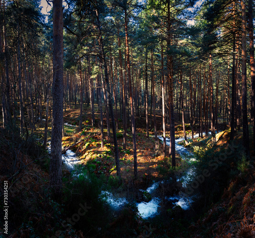 Panoramic view of a high mountain winter stream running through a pine forest.