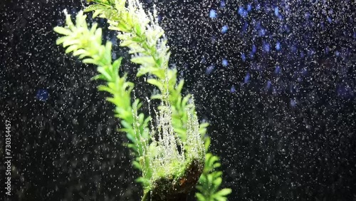 Lot of bubbles and green seaweed in water in glass aquarium, slow motion photo