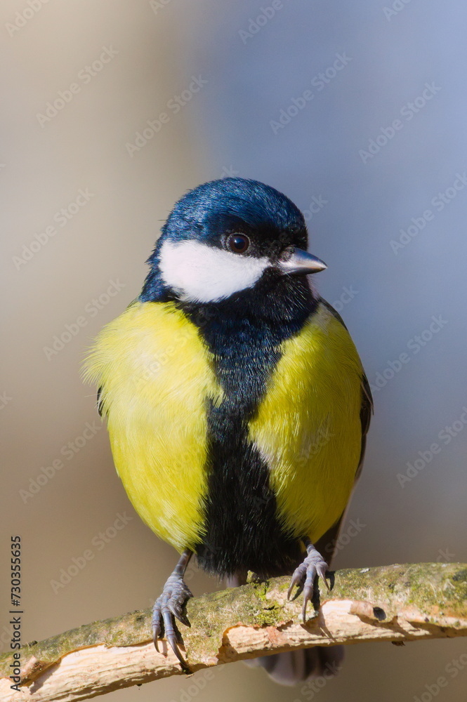 Fototapeta premium Parus major aka great tit is sitting on tree branch. Close-up front portrait, clear blurred background. Common bird in Czech republic nature.