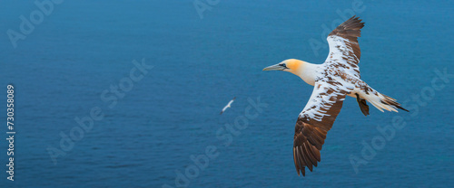 Photography Northern gannet (Morus bassanus), Helgoland island ,Germany