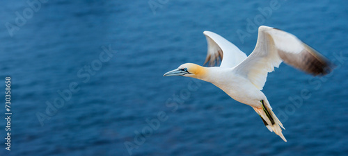 Northern gannet (Morus bassanus), Helgoland island ,Germany