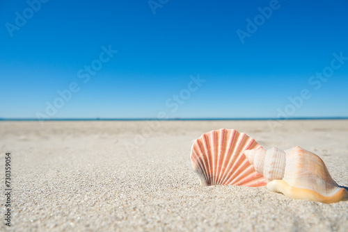 Seashells on Sandy Beach with Clear Blue Sky - Tourism Summer Holiday Tropical Paradies Background 