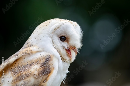 The Barn Owl  Tyto alba .