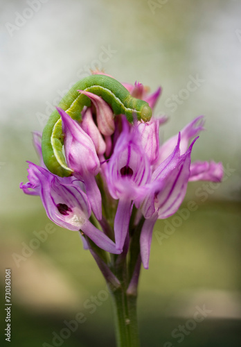 Orchis tridentata. Laconi. Sardegna, Italy photo