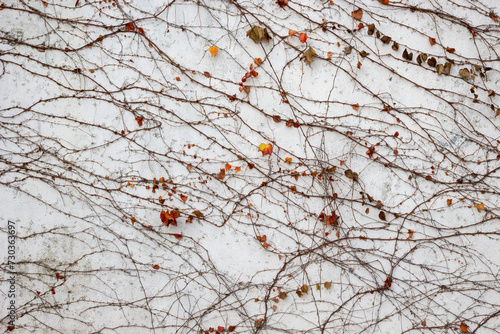 Bare tree branches with a few leaves against a white wall background