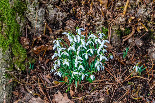 A view of a cluster of Snowdrops sheltering under a tree beside Wroxall Priory ruins in Warwickshire on a winter's day photo